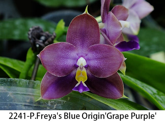 FYM2241 Phalaenopsis Freya's Blue Origin 'Grape Purple'