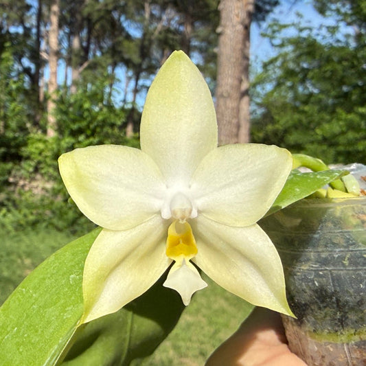 Phalaenopsis Freya's Blue Indian 0513 Flowering Seed Grown Very Fragrant