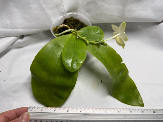 Phalaenopsis Freya's Blue Indian 0513 Flowering Seed Grown Very Fragrant