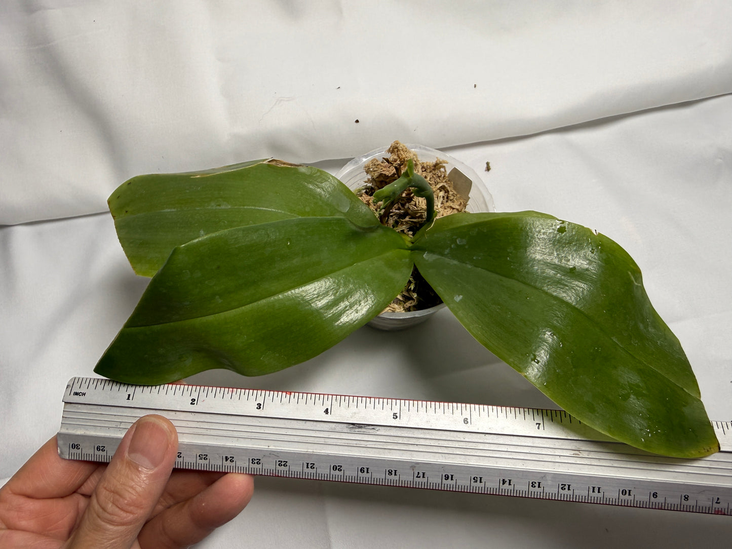 Phalaenopsis Freya's Blue Indian 0582