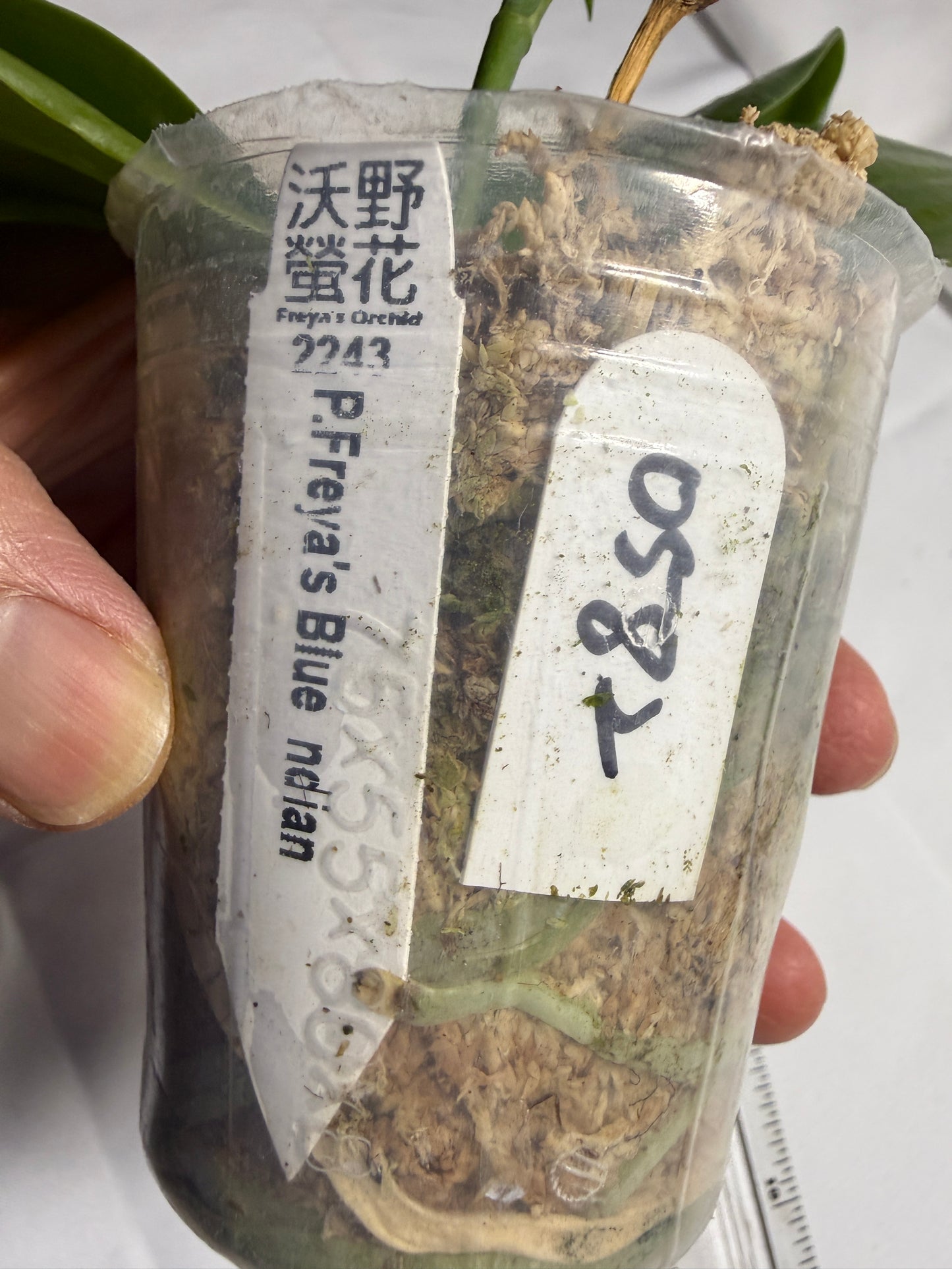 Phalaenopsis Freya's Blue Indian 0582