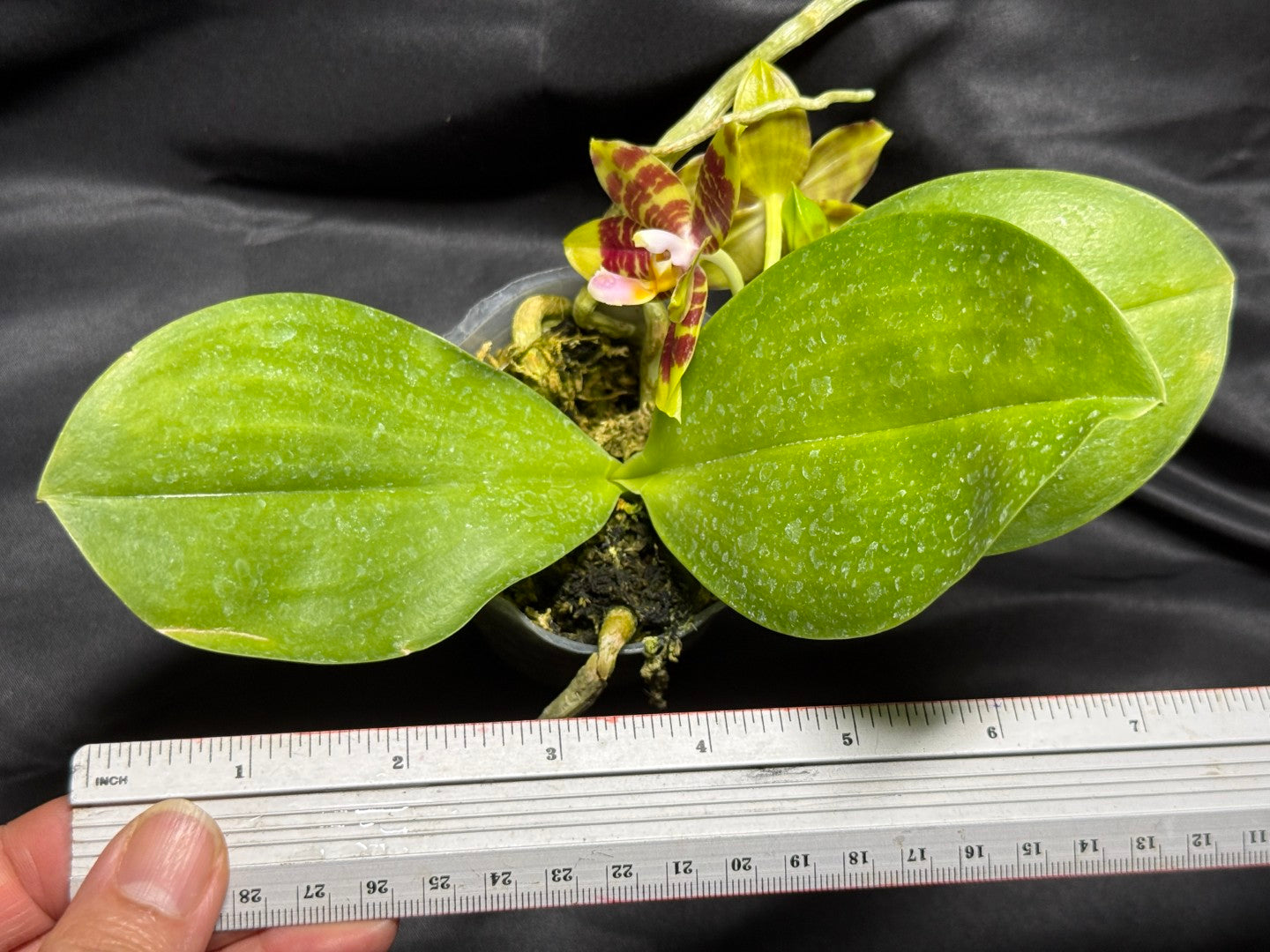 Phalaenopsis Freya's Blue Indian 260703 Flowering Seed Grown