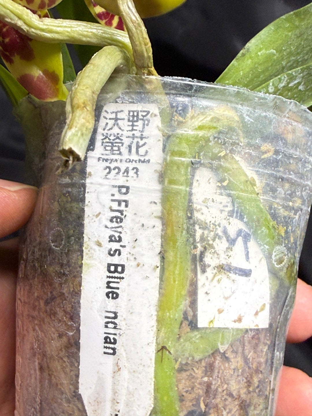 Phalaenopsis Freya's Blue Indian 260703 Flowering Seed Grown