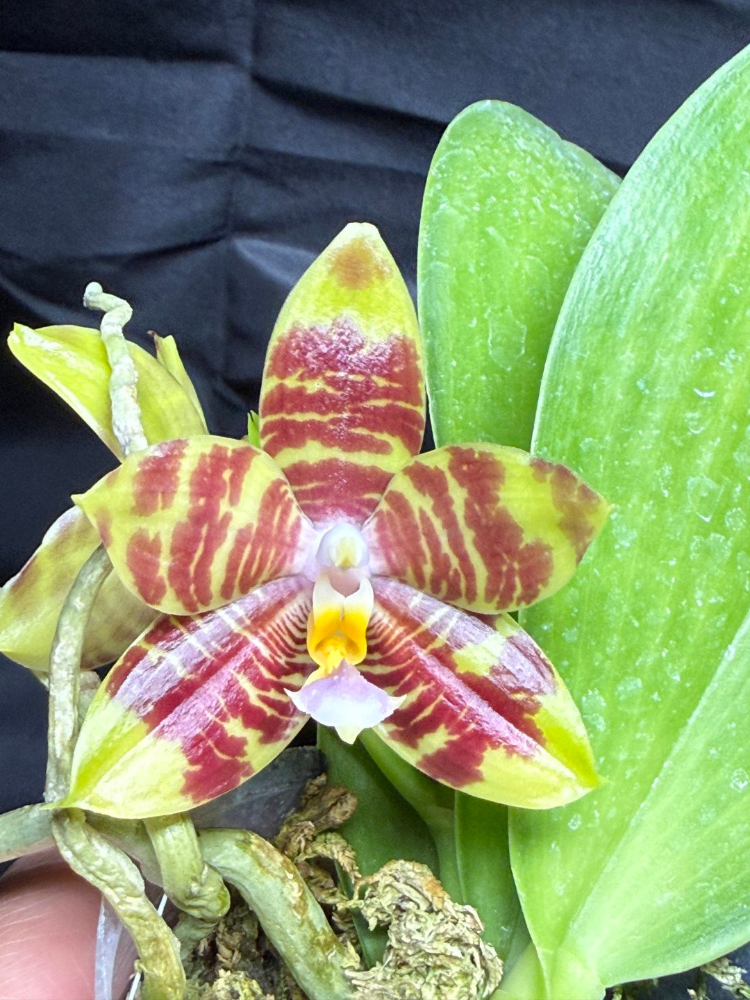 Phalaenopsis Freya's Blue Indian 260703 Flowering Seed Grown