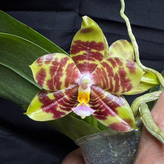 Phalaenopsis Freya's Blue Indian 260703 Flowering Seed Grown