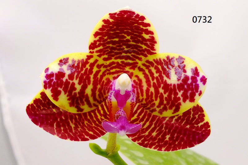 Phalaenopsis (Miro Sun Buddha 'Freya' X Zheng Min Dity 'Freya') 0732