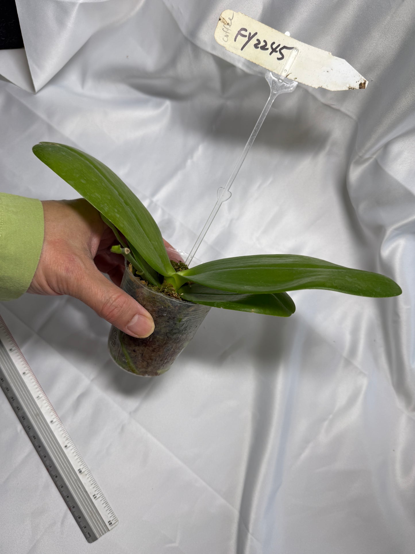 Phalaenopsis (Miro Sun Buddha 'Freya' X Zheng Min Dity 'Freya') 0732