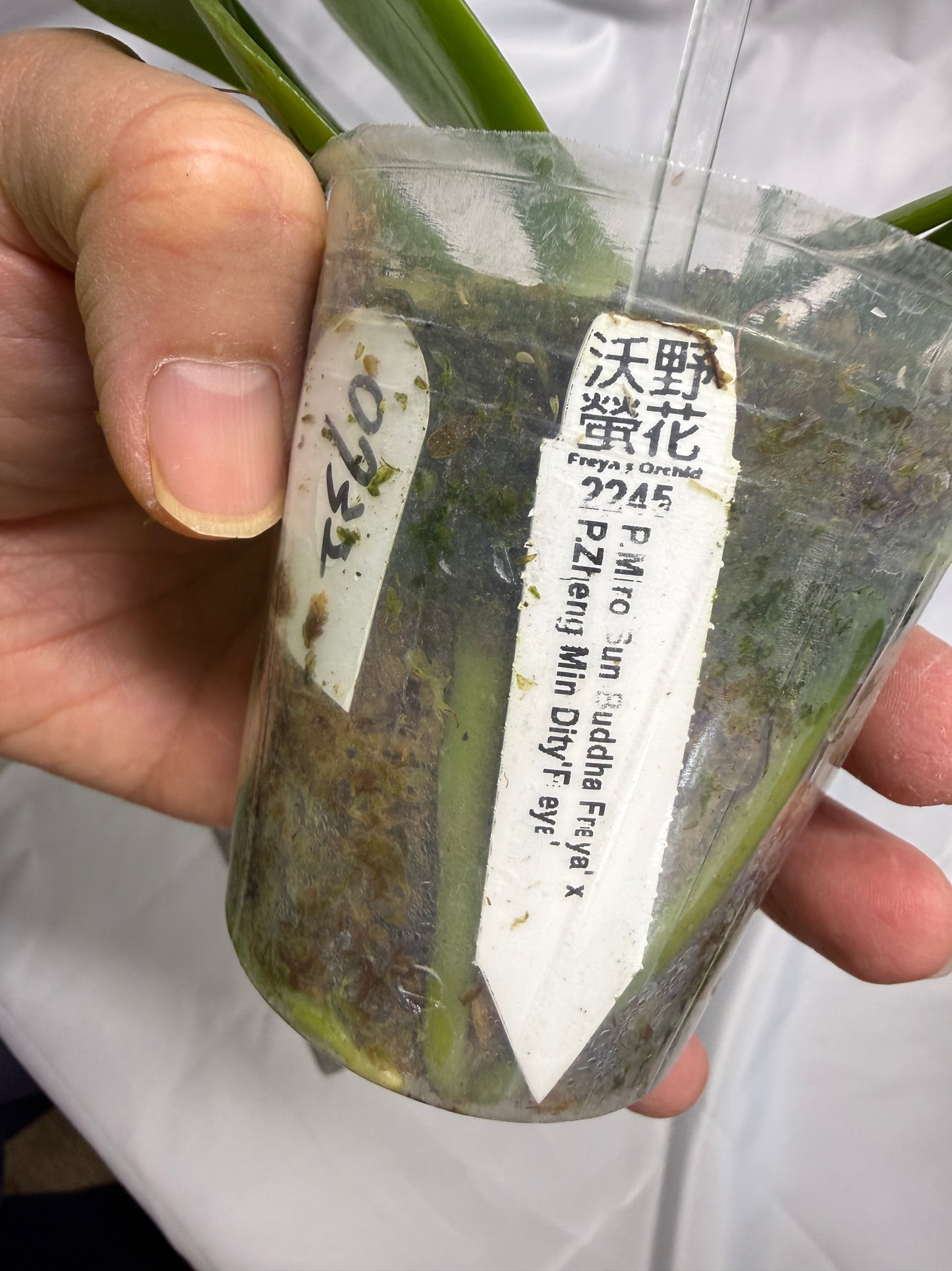 Phalaenopsis (Miro Sun Buddha 'Freya' X Zheng Min Dity 'Freya') 0732