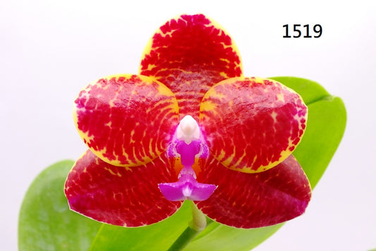 Phalaenopsis (Miro Sun Buddha 'Freya' X Zheng Min Dity 'Freya') 1519