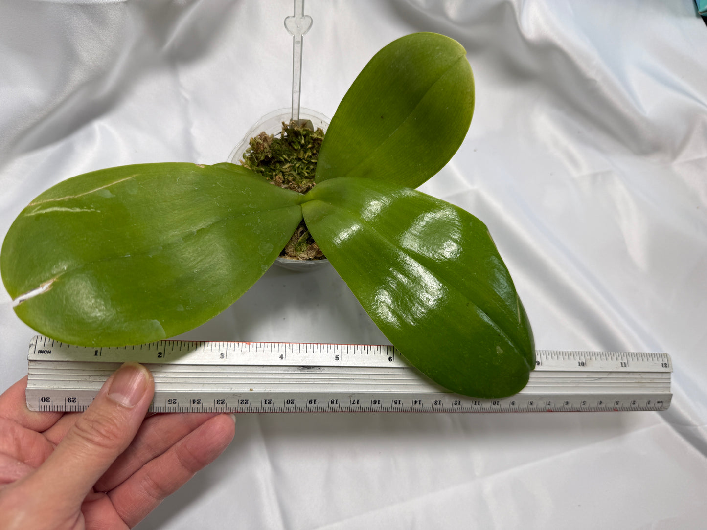 Phalaenopsis (Miro Sun Buddha 'Freya' X Zheng Min Dity 'Freya') 1519