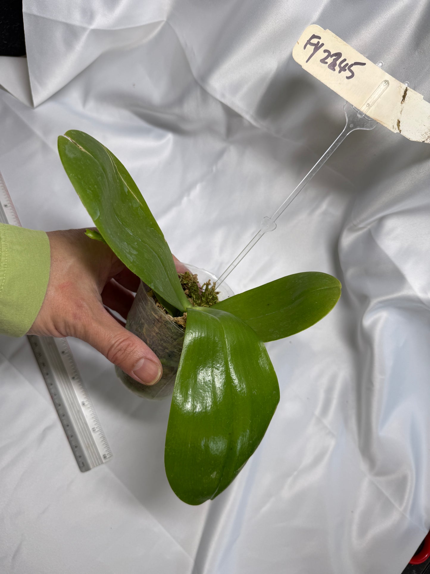 Phalaenopsis (Miro Sun Buddha 'Freya' X Zheng Min Dity 'Freya') 1519