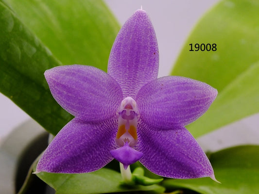 Phalaenopsis Freya's Blue Fire Fly 19008