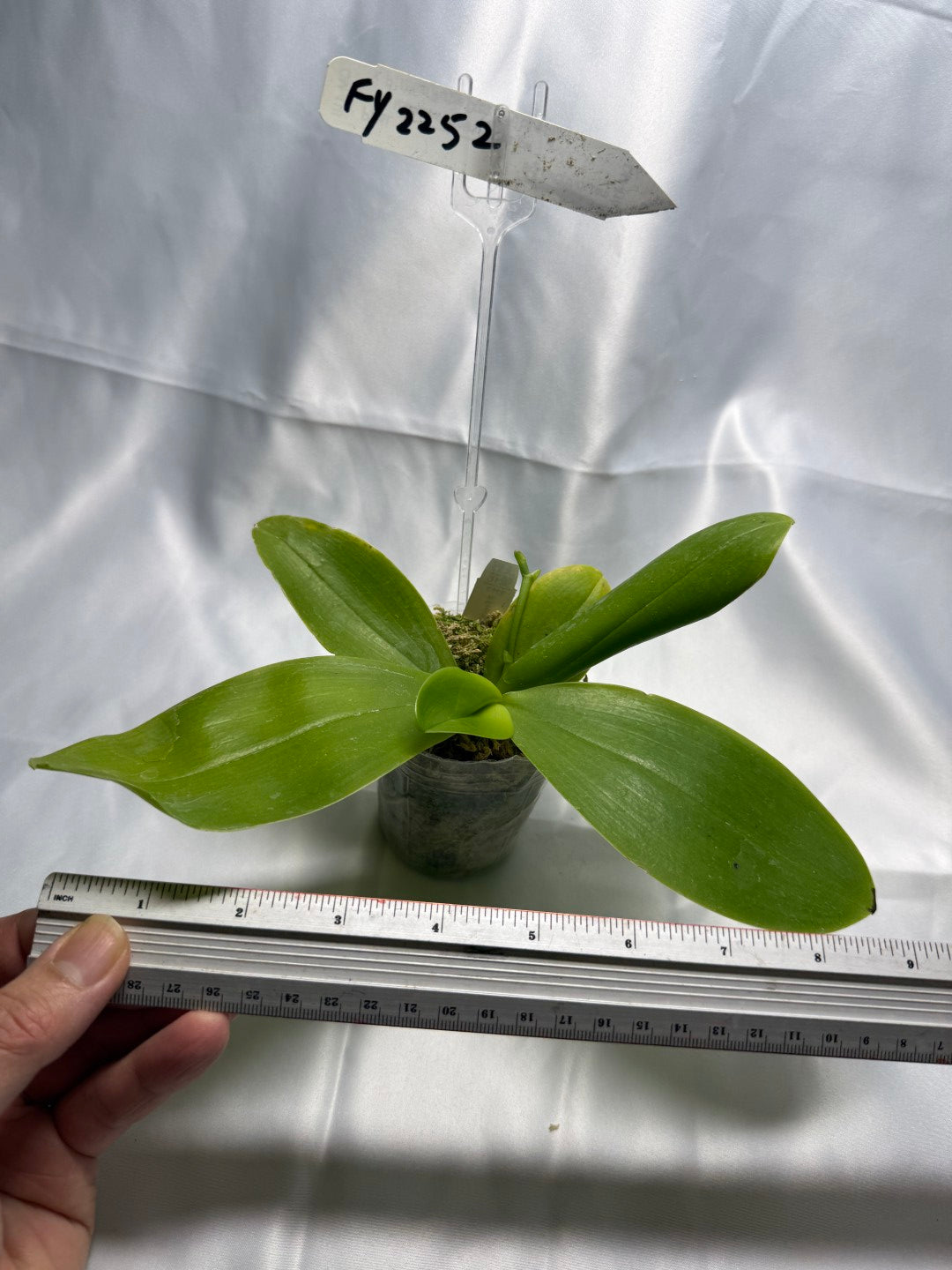 Phalaenopsis Freya's Blue Fire Fly 19008