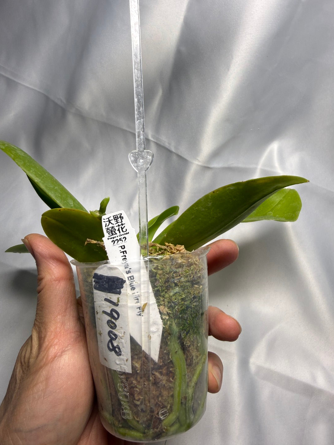 Phalaenopsis Freya's Blue Fire Fly 19008