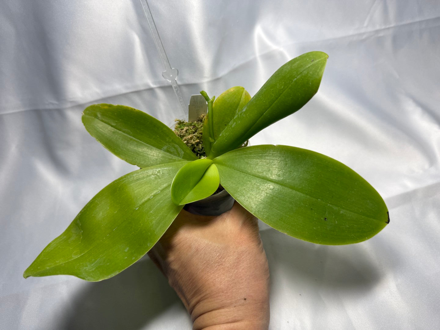 Phalaenopsis Freya's Blue Fire Fly 19008