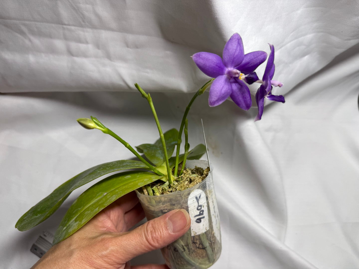 Phalaenopsis Freya's Blue Fire Fly 2252-260714 Flowering 4 spikes