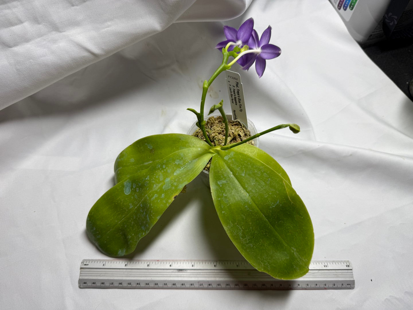 Phalaenopsis Freya's Blue Fire Fly 2252-260714 Flowering 4 spikes