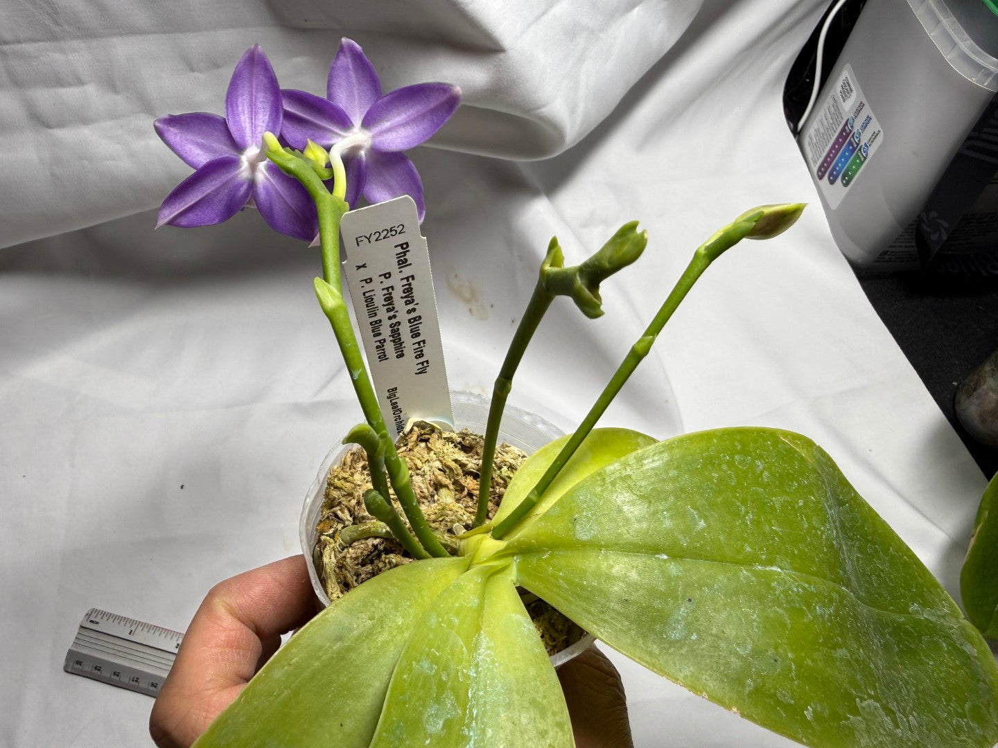 Phalaenopsis Freya's Blue Fire Fly 2252-260714 Flowering 4 spikes