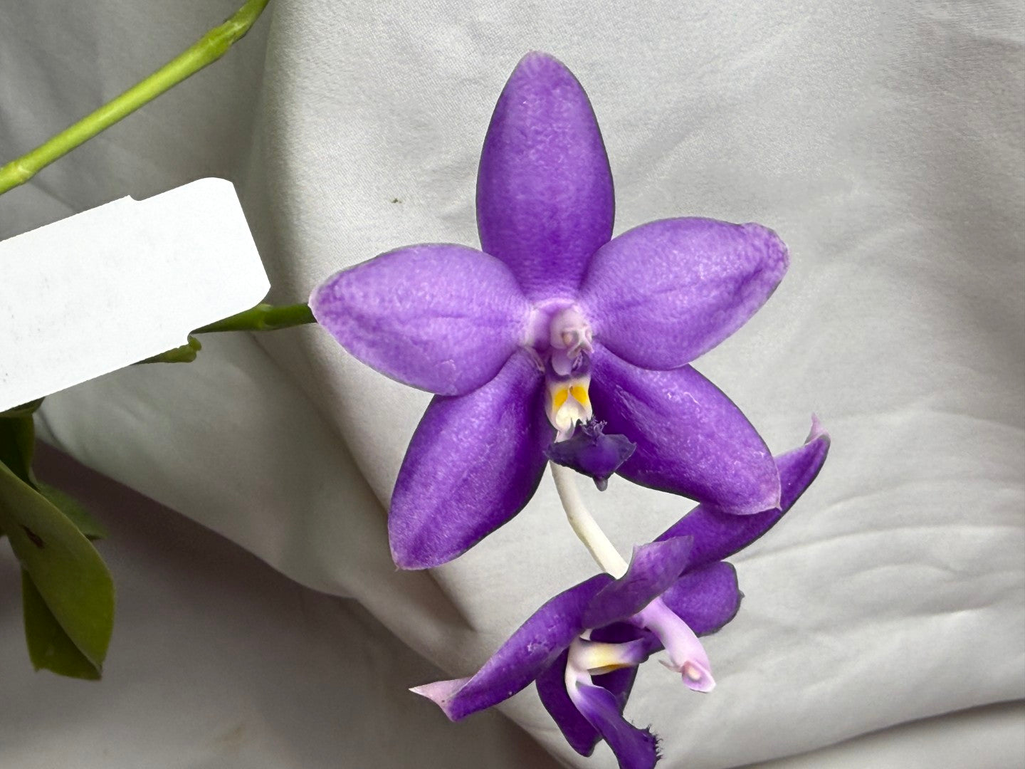 Phalaenopsis Freya's Blue Fire Fly 2252-260714 Flowering 4 spikes