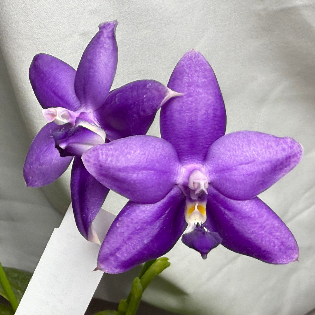 Two blooming purple Phalaenopsis orchids with white and yellow centers on green stems, set against a draped light gray fabric background.