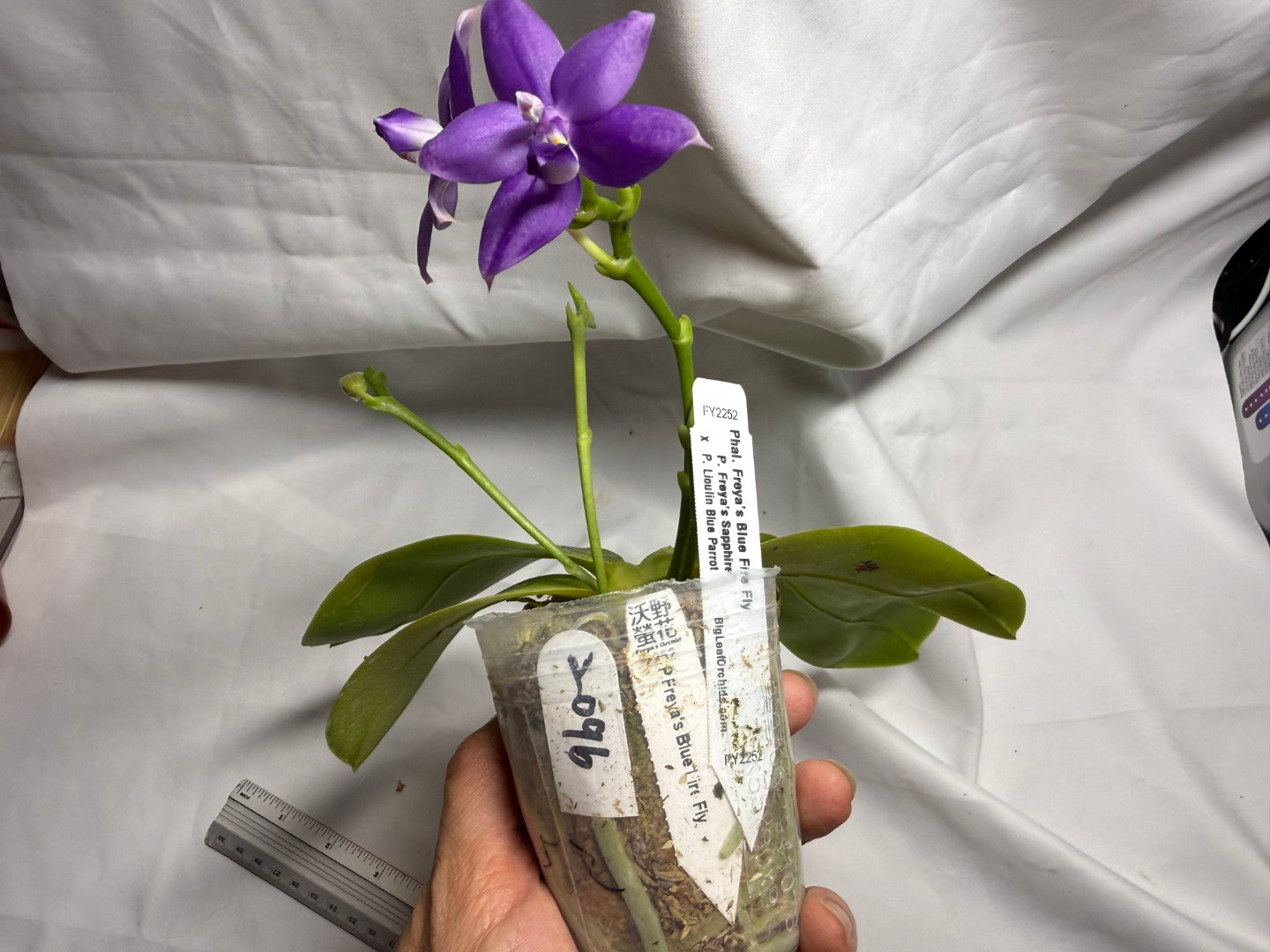 Phalaenopsis Freya's Blue Fire Fly 2252-260714 Flowering 4 spikes