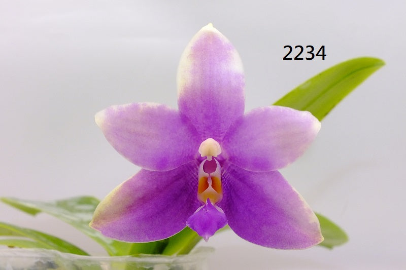 Phalaenopsis Freya's Blue Fire Fly 2234