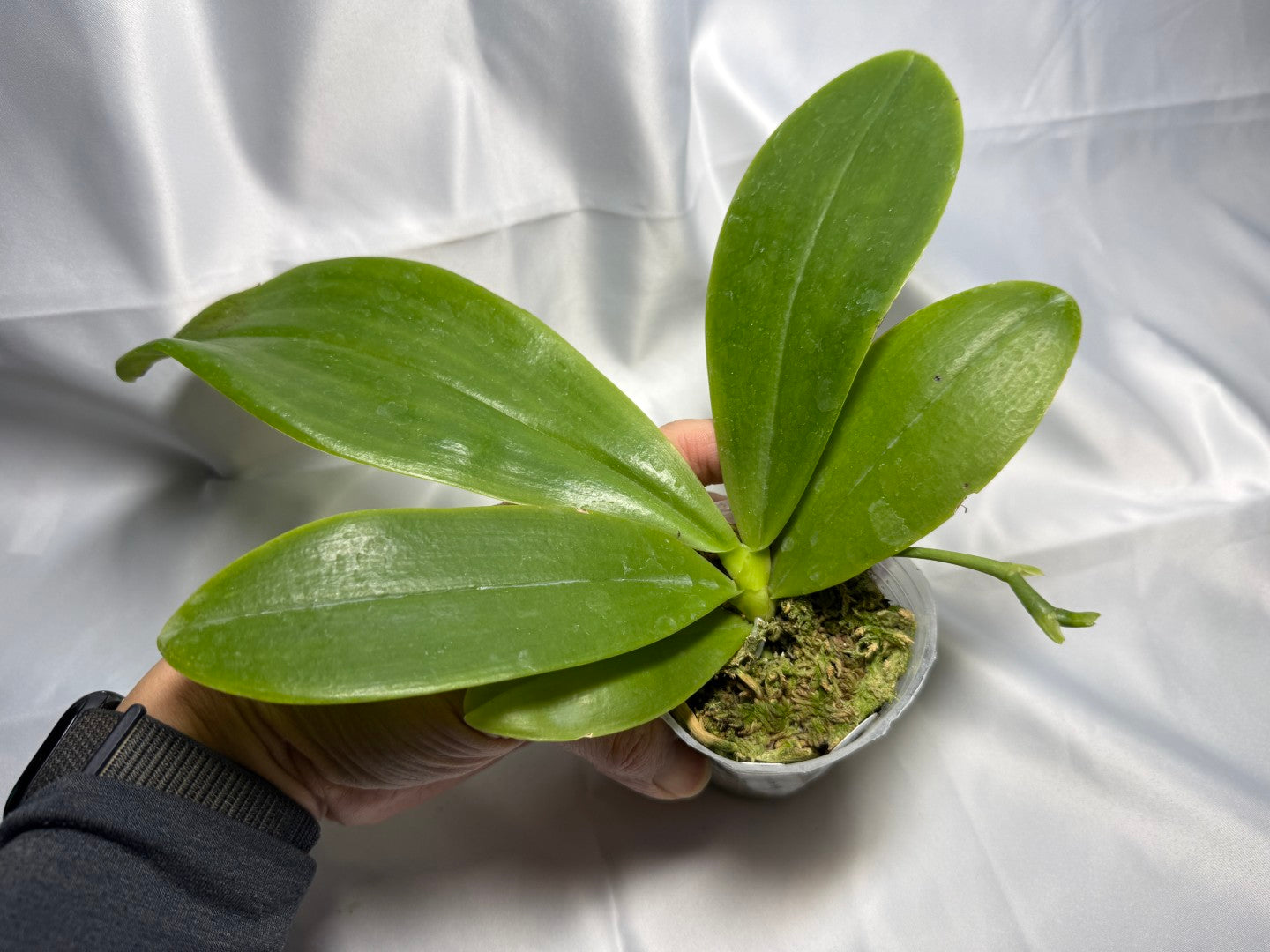 Phalaenopsis Freya's Blue Fire Fly 2234