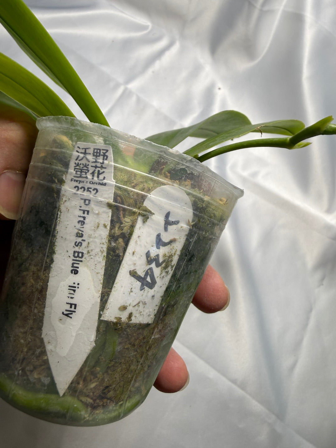 Phalaenopsis Freya's Blue Fire Fly 2234