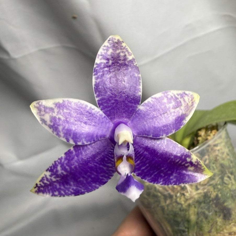 Phalaenopsis Freya's Blue Fire Fly - Seed Grown