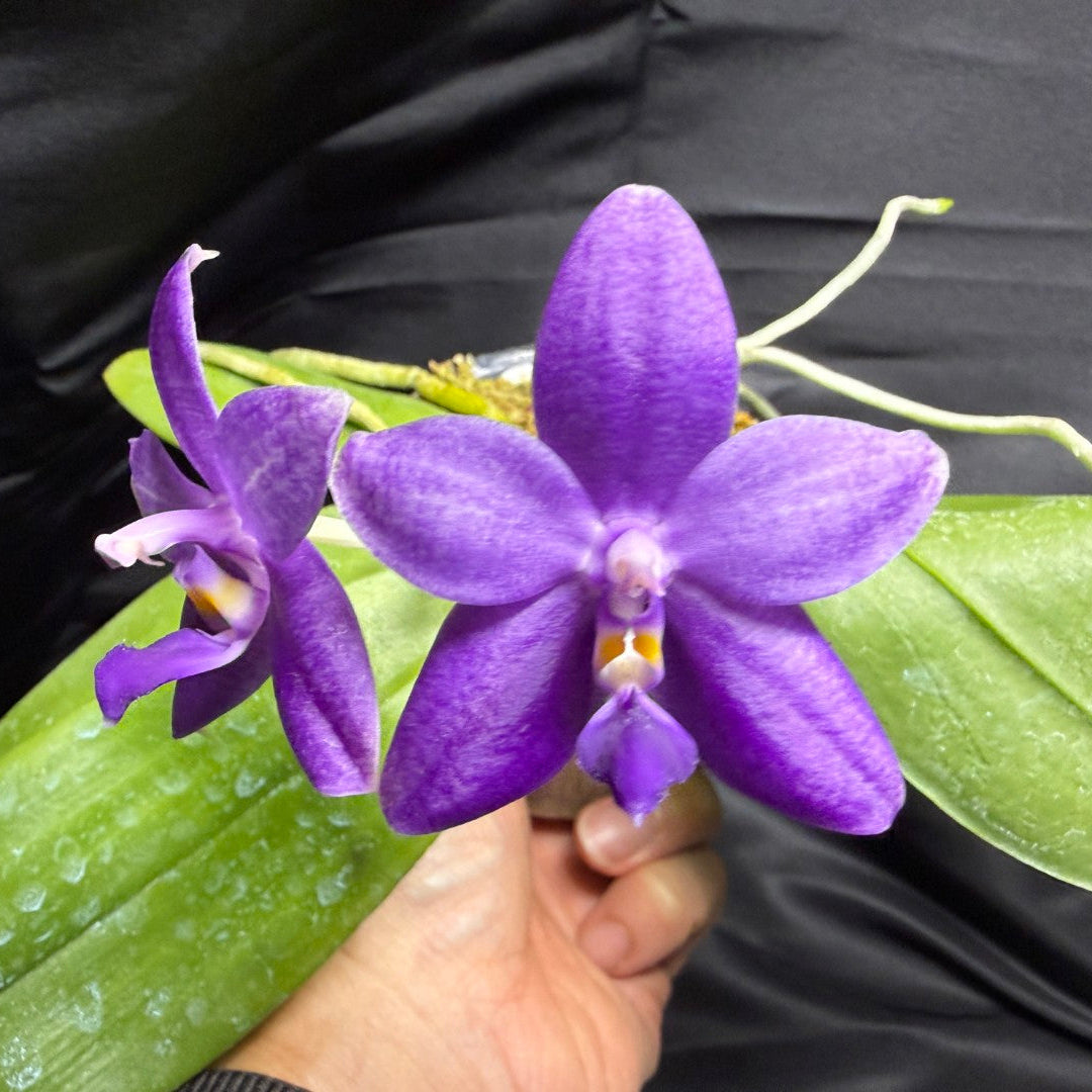 Phalaenopsis Freya's Blue Fire Fly 2166-260703 Flowering