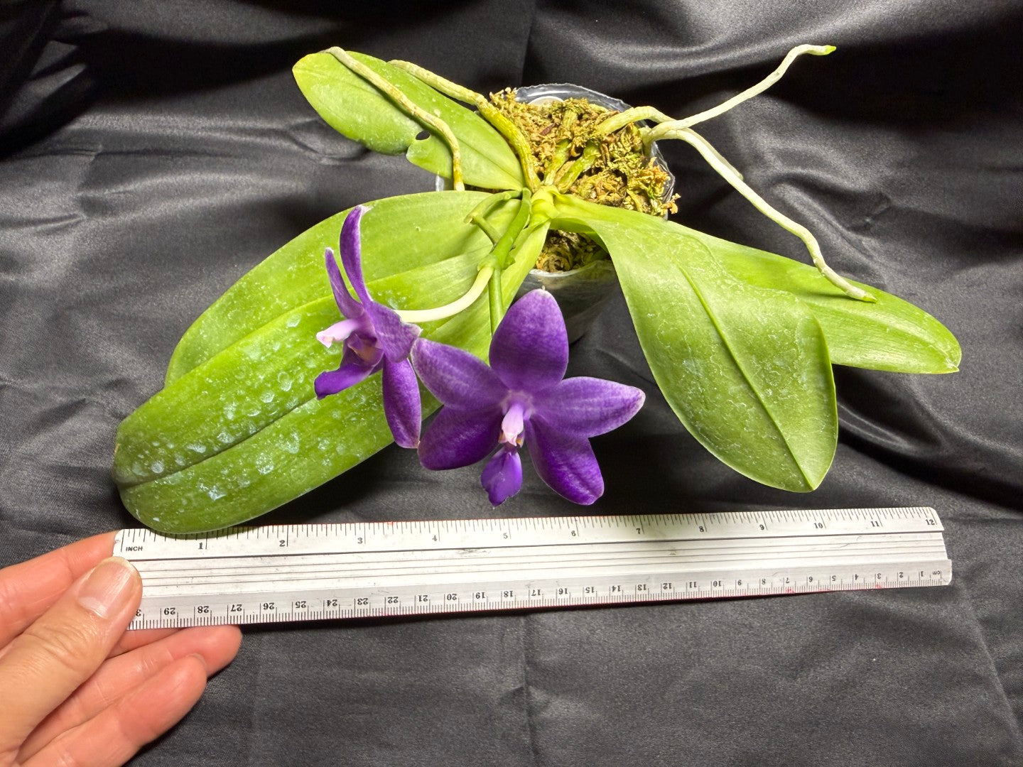 Phalaenopsis Freya's Blue Fire Fly 2166-260703 Flowering