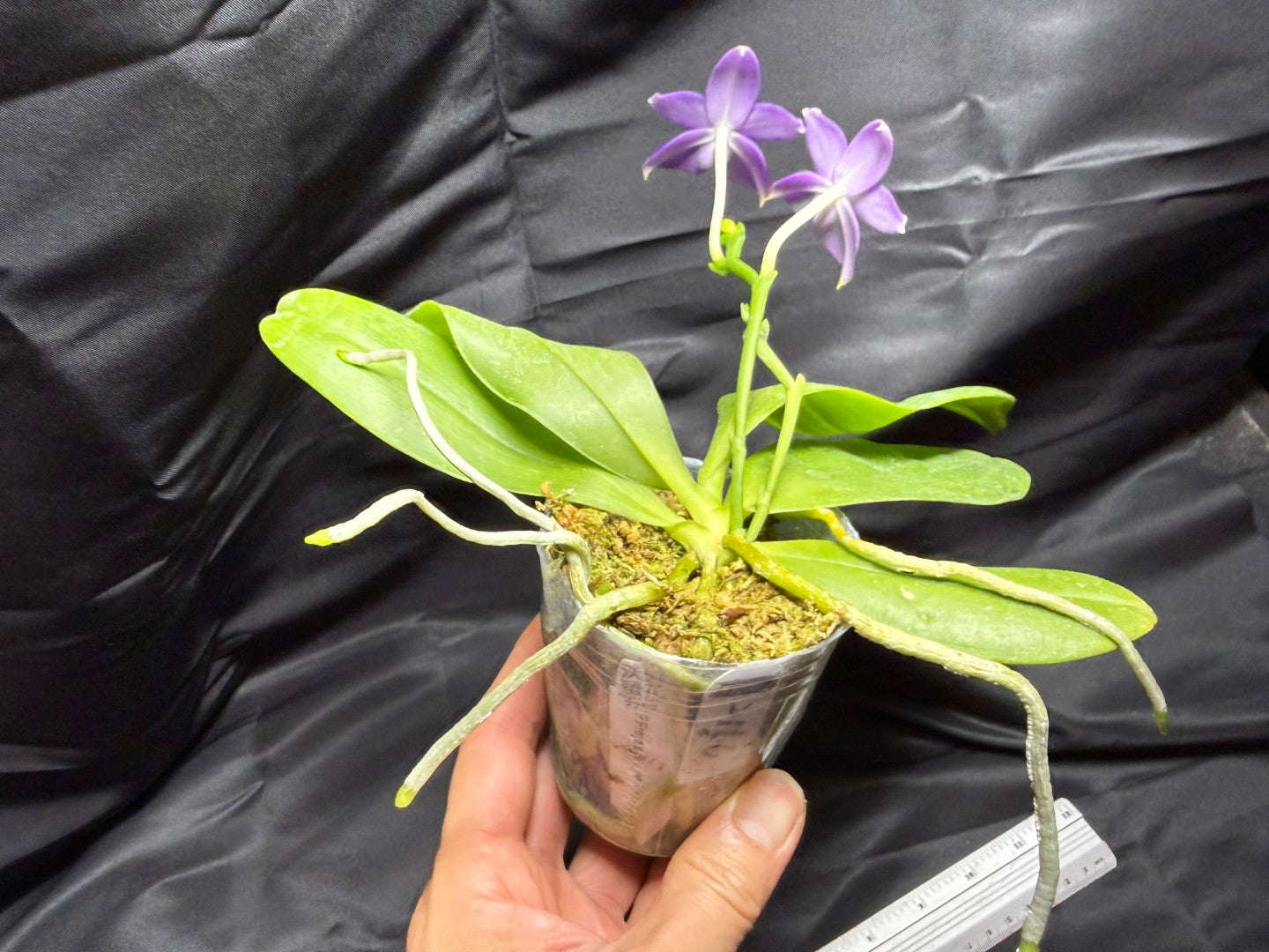 Phalaenopsis Freya's Blue Fire Fly 2166-260703 Flowering