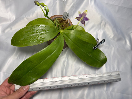 Phalaenopsis Freya's Blue Fire Fly 3001 Flowering 3 spikes