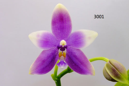 Phalaenopsis Freya's Blue Fire Fly 3001 Flowering 3 spikes