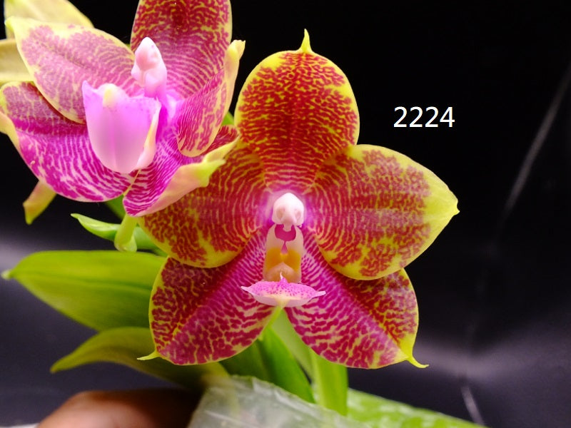 Phalaenopsis Freya's Emerald Dragon 2224