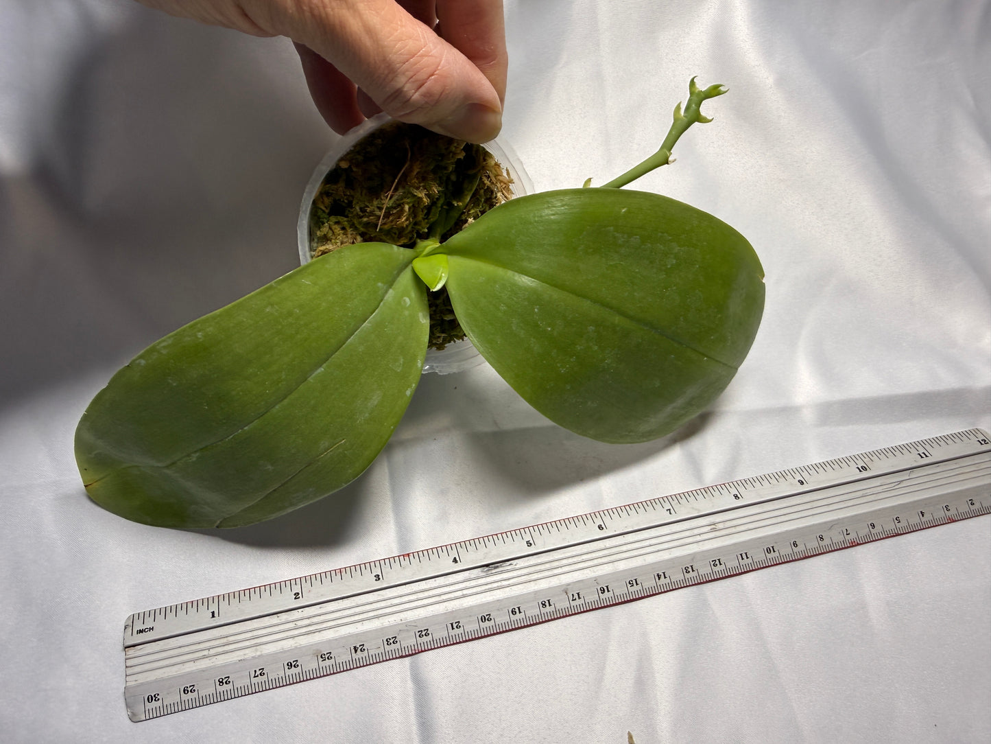 Phalaenopsis Freya's Emerald Dragon 2224