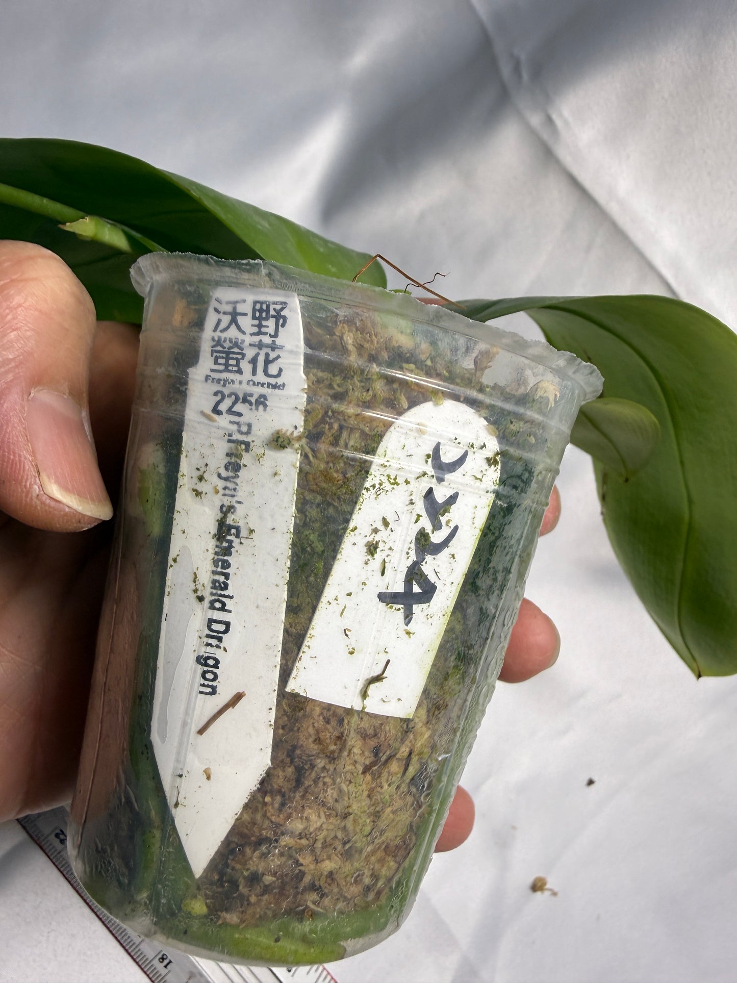 Phalaenopsis Freya's Emerald Dragon 2224