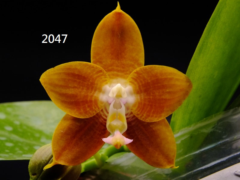 Phalaenopsis Freya's Blue Dragon 2047