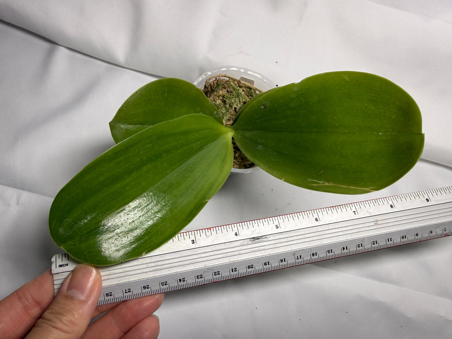 Phalaenopsis Freya's Blue Dragon 2047