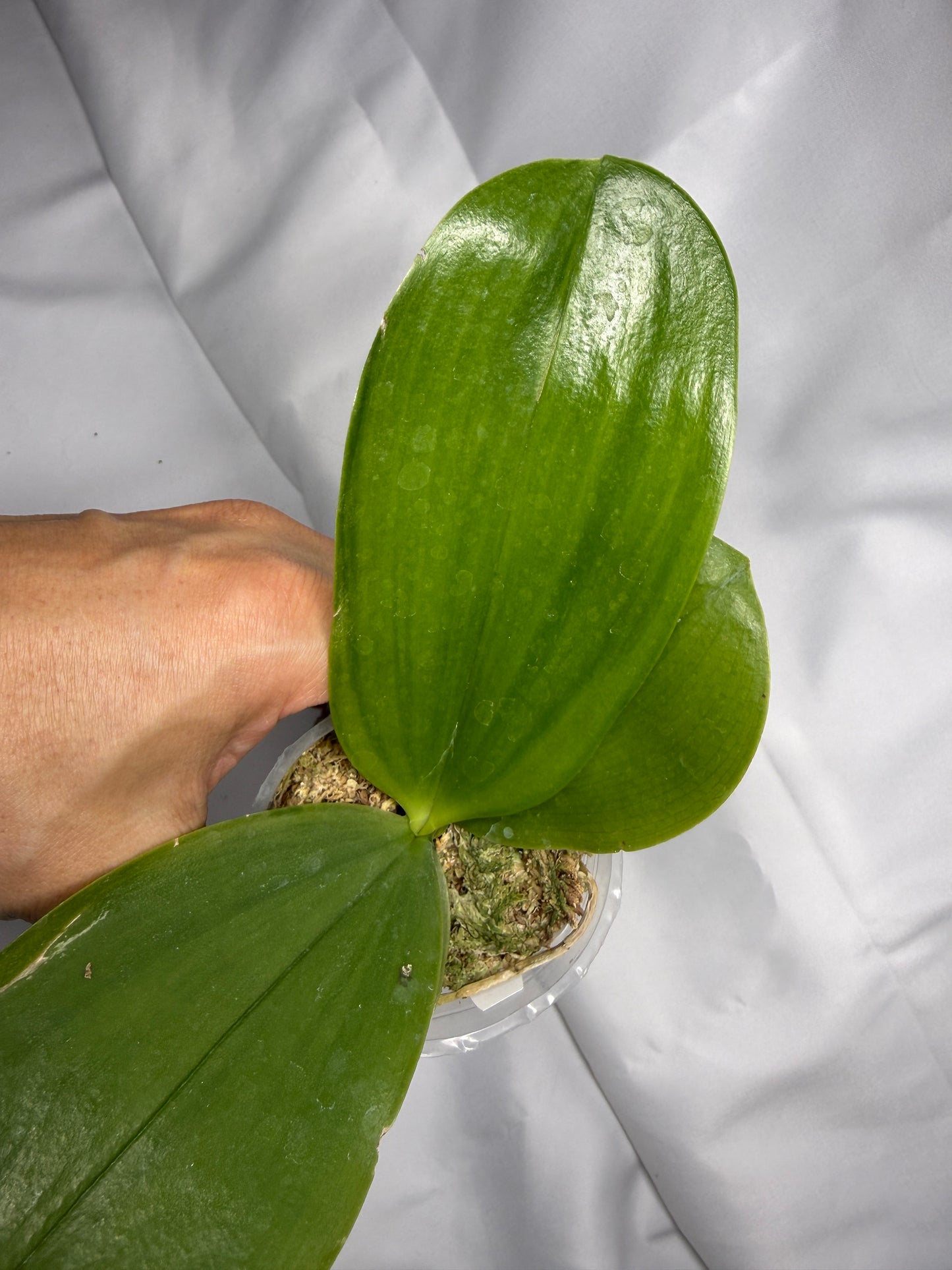 Phalaenopsis Freya's Blue Dragon 2047