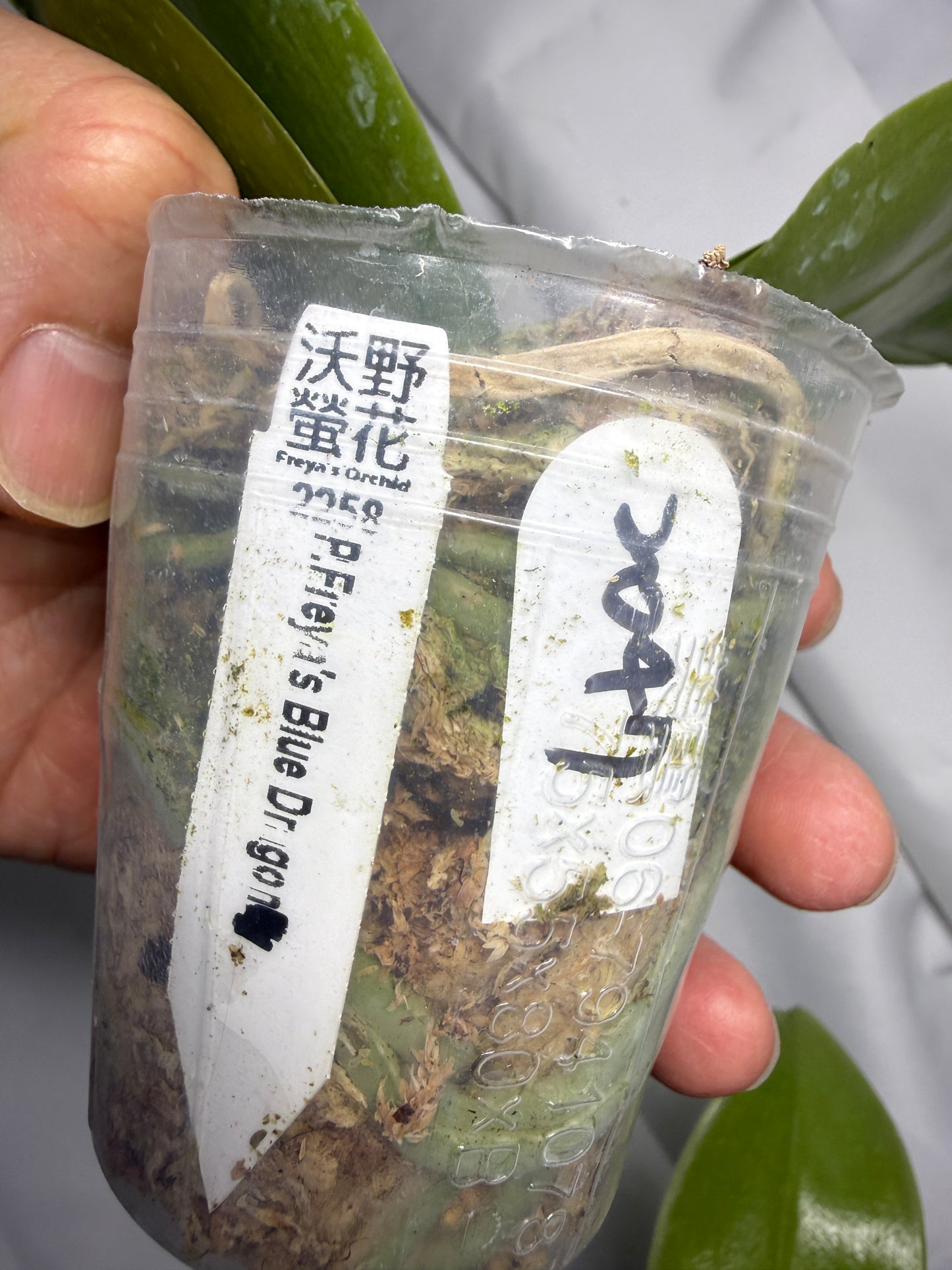 Phalaenopsis Freya's Blue Dragon 2047