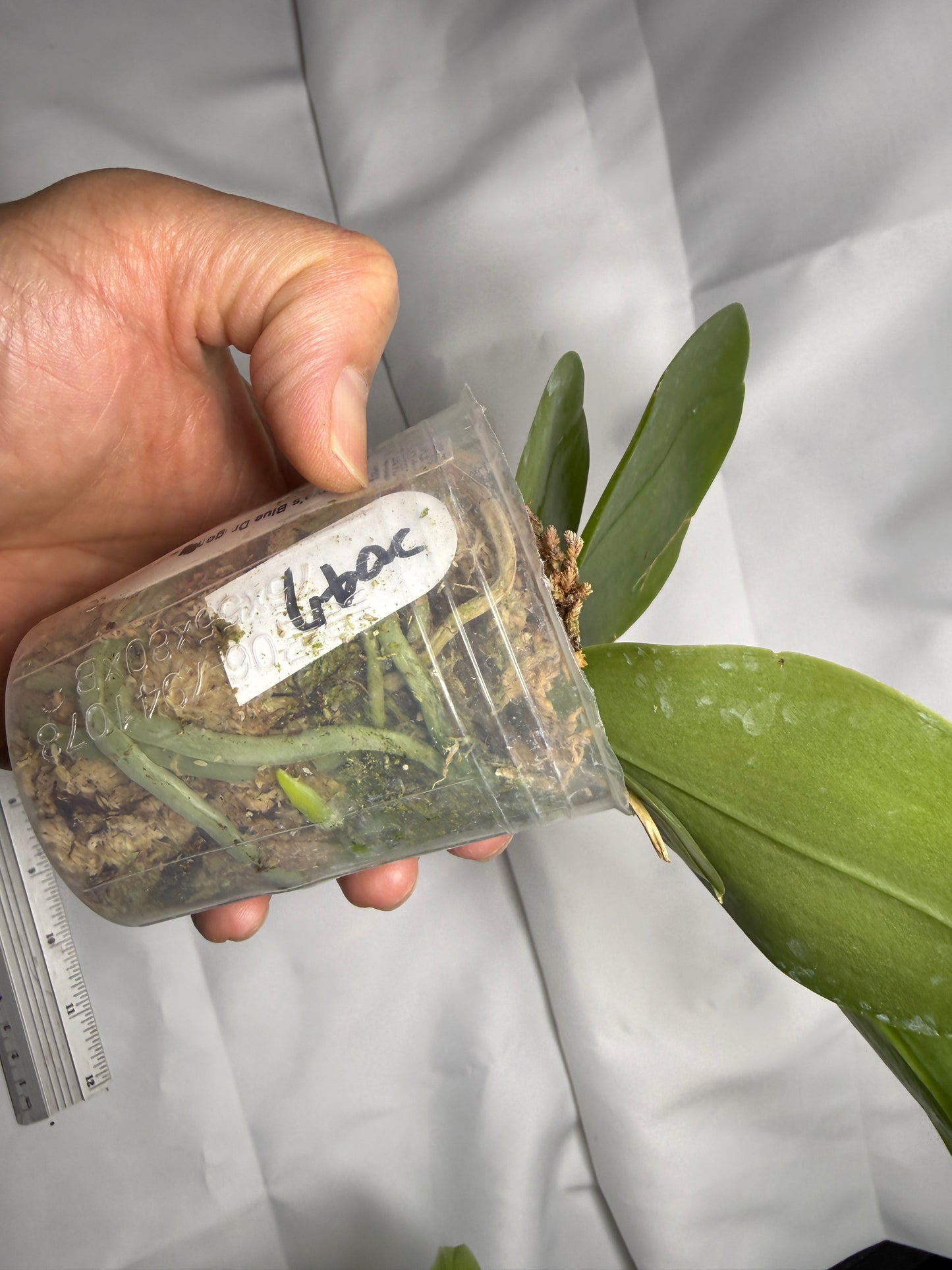 Phalaenopsis Freya's Blue Dragon 2047