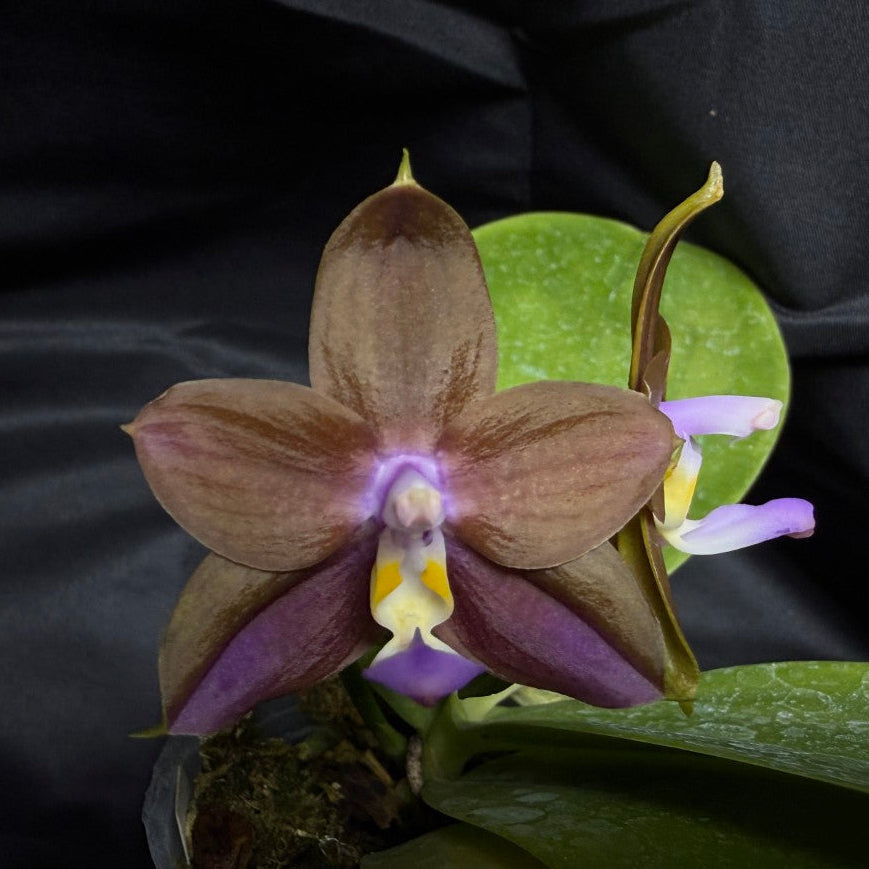 FY2258 Phalaenopsis Freya's Blue Dragon 2094-260703 Flowering