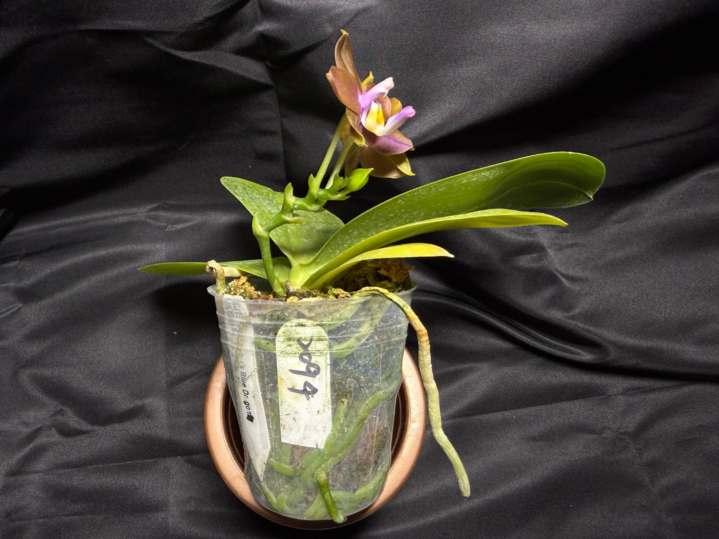 FY2258 Phalaenopsis Freya's Blue Dragon 2094-260703 Flowering