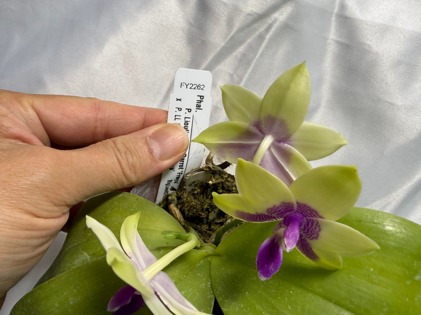 FY2262 Phalaenopsis (Lioulin Blue Parrot X LL Blue Family) 1818 Flowering