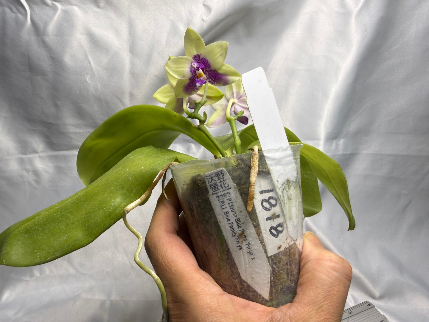 FY2262 Phalaenopsis (Lioulin Blue Parrot X LL Blue Family) 1818 Flowering