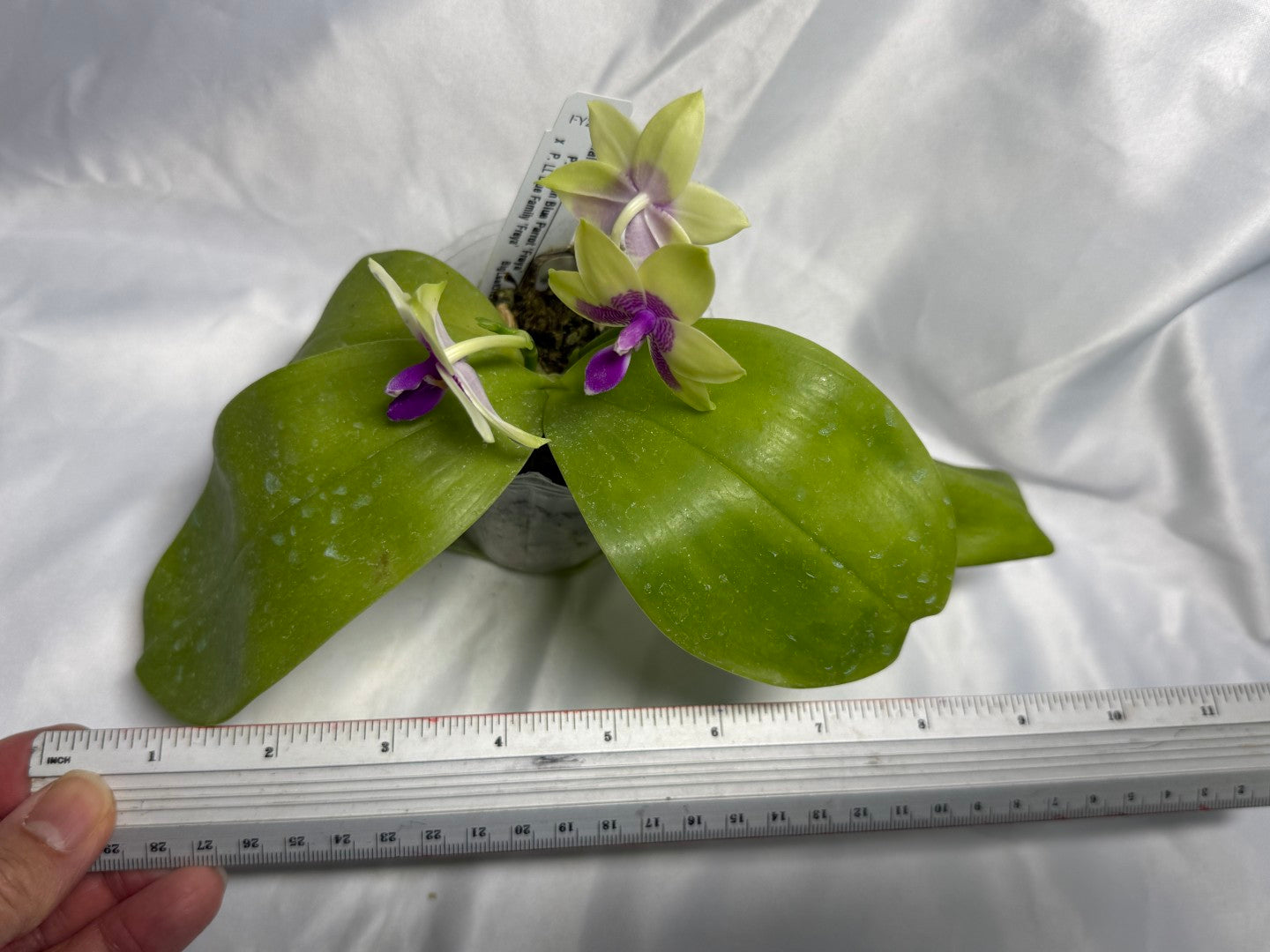 FY2262 Phalaenopsis (Lioulin Blue Parrot X LL Blue Family) 1818 Flowering