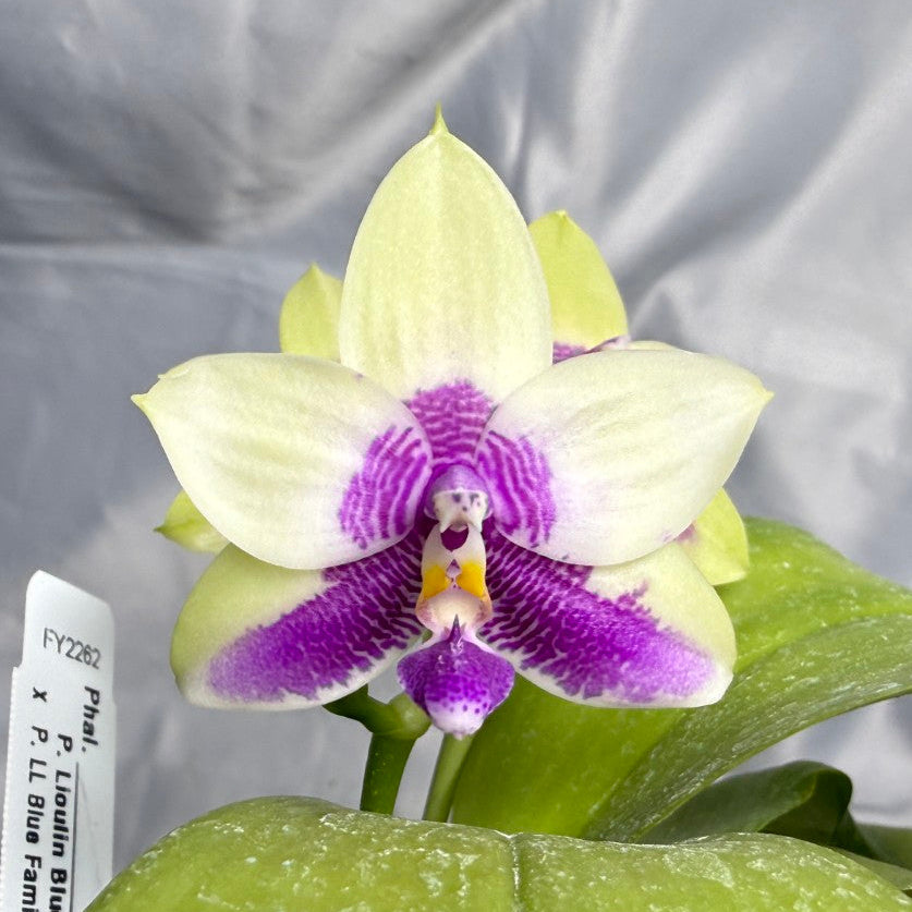 A close-up of a blooming Phalaenopsis orchid with pale yellow-green petals and a prominent purple and white center, shown with green leaves against a wrinkled gray backdrop. A small plant tag is visible.