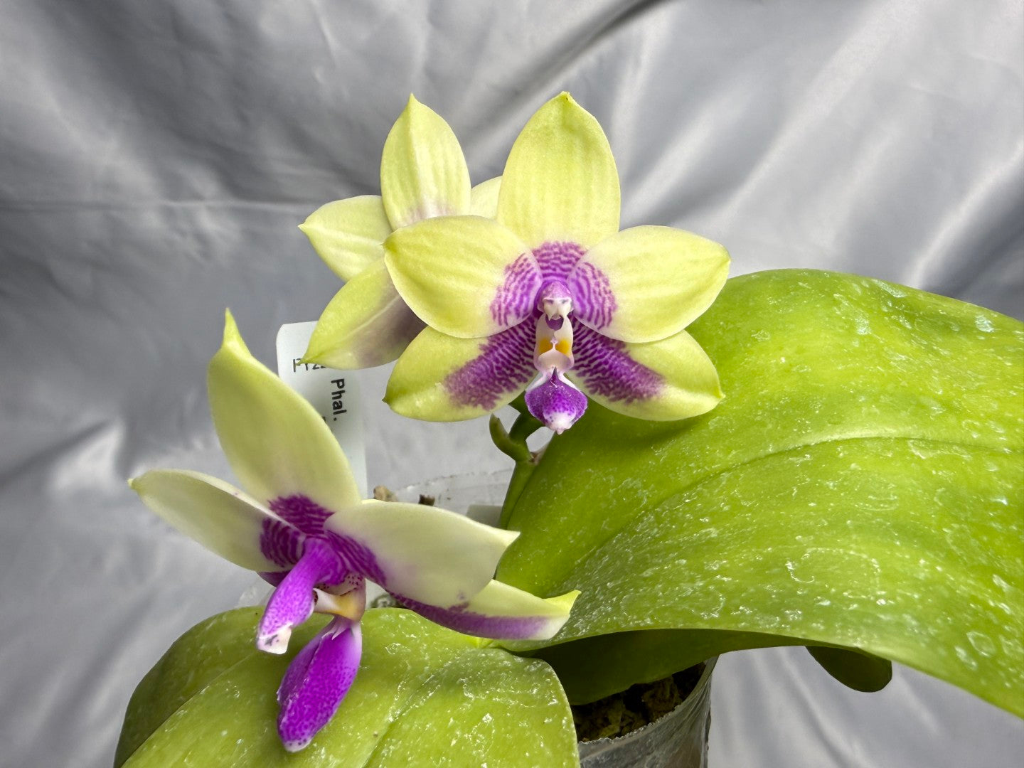 FY2262 Phalaenopsis (Lioulin Blue Parrot X LL Blue Family) 1818 Flowering
