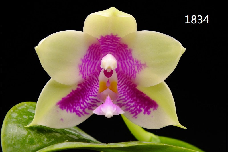 Phalaenopsis (Lioulin Blue Parrot X LL Blue Family) 1834
